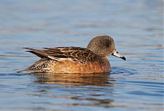 American Wigeon